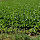 Sugar beets