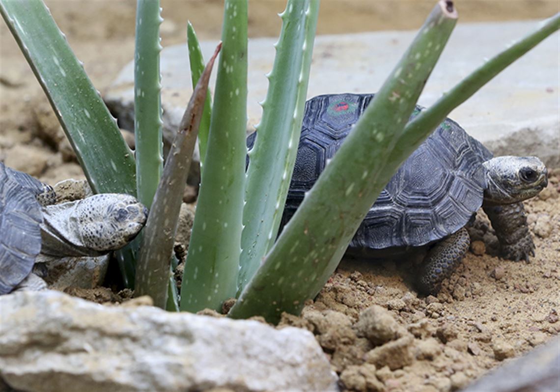 Can Tortoises Eat Aloe Vera