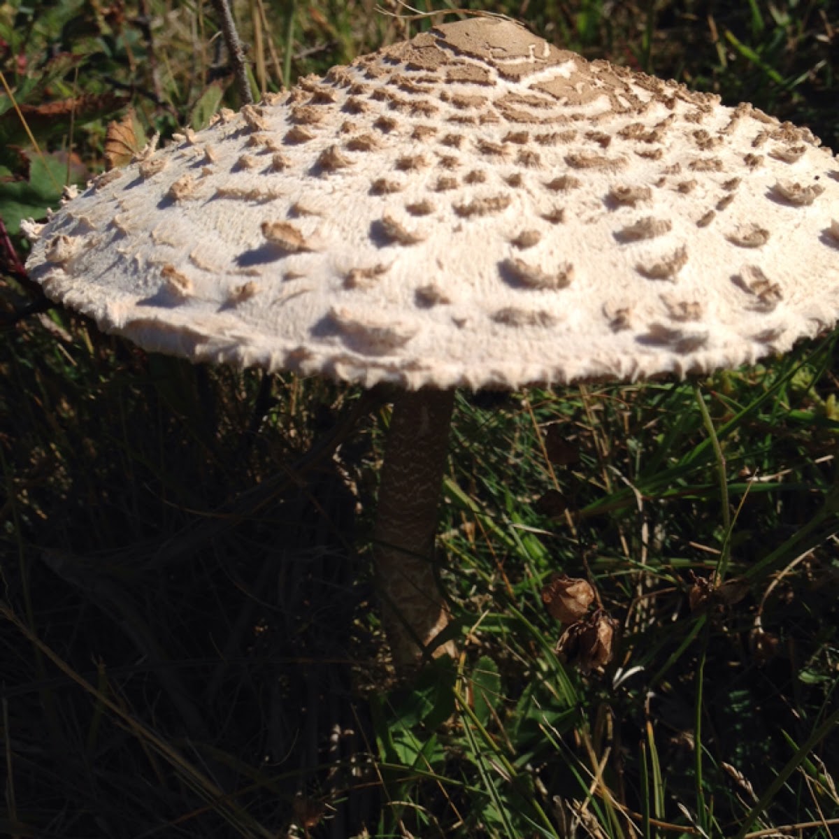 Parasol mushroom