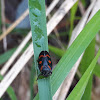 Red-and-black Froghopper