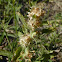 Cudweed