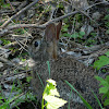 Eastern Cottontail