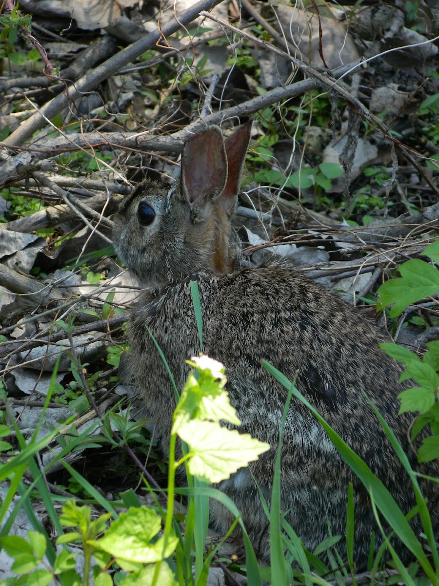 Eastern Cottontail