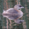 Pied-billed Grebe