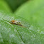 Psyllid