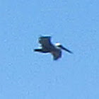 Brown pelican