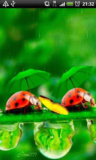 Ladybugs in Rain L Wallpaper