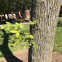 American Beech