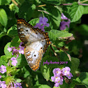 White Peacock