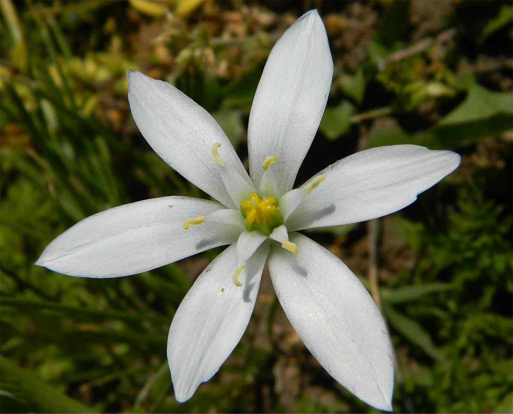 Star-of-Bethlehem (Ορνιθόγαλο του λόφου)