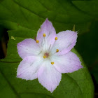 Pacific Star flower