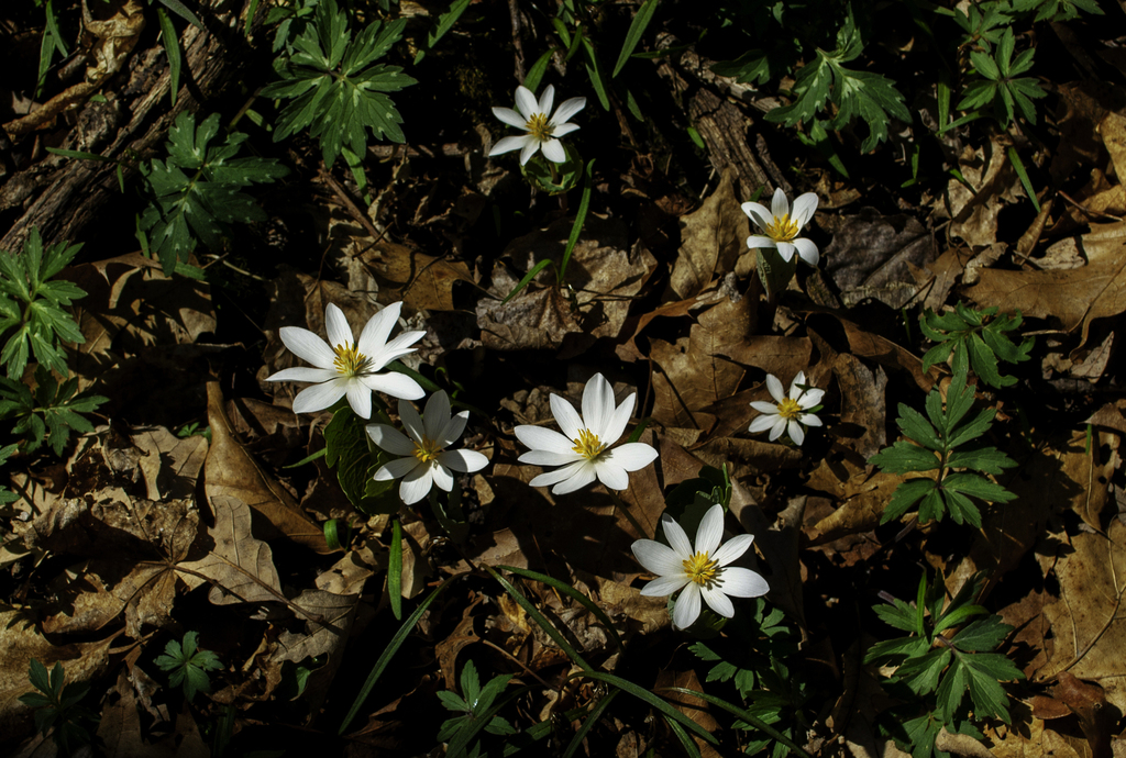 Bloodroot