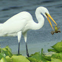 Great Egret