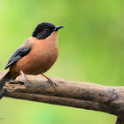 Rufous Sibia