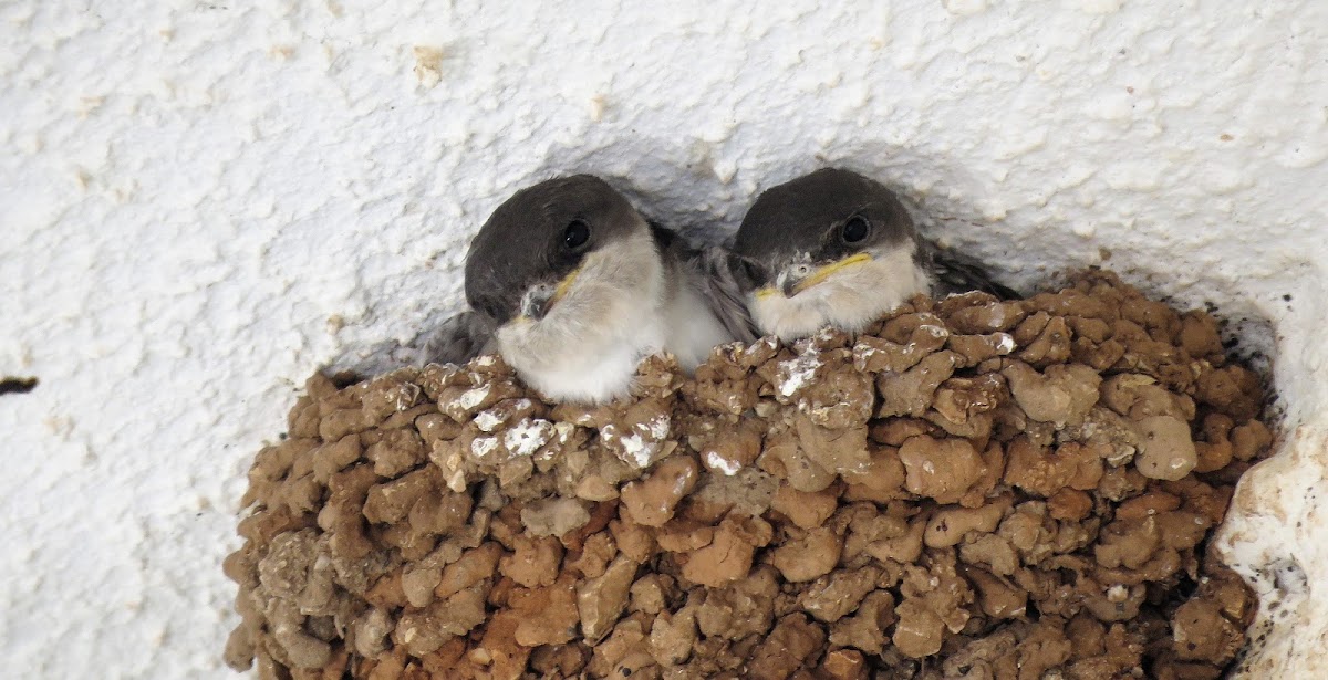 House Martin