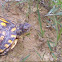 Eastern Box Turtle