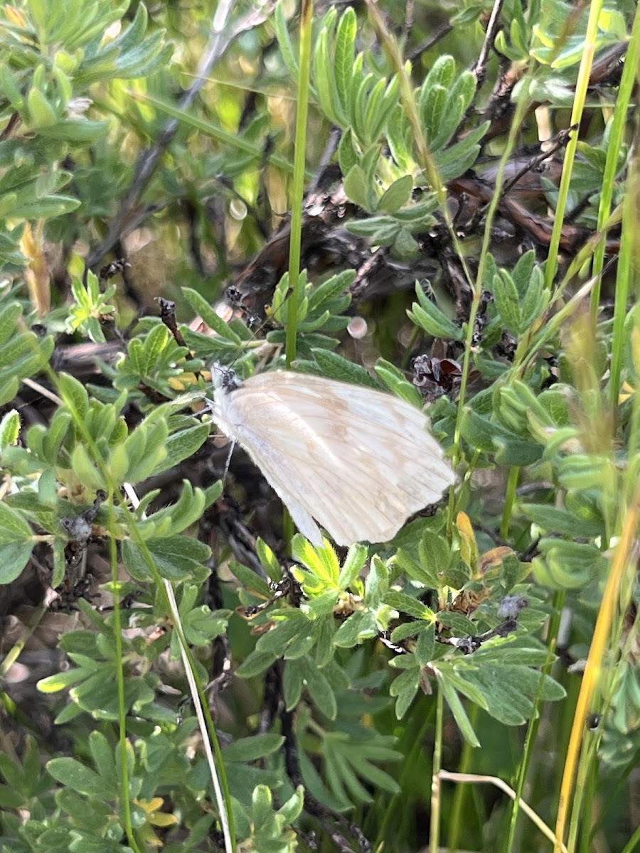 Checkered White