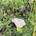 Checkered White