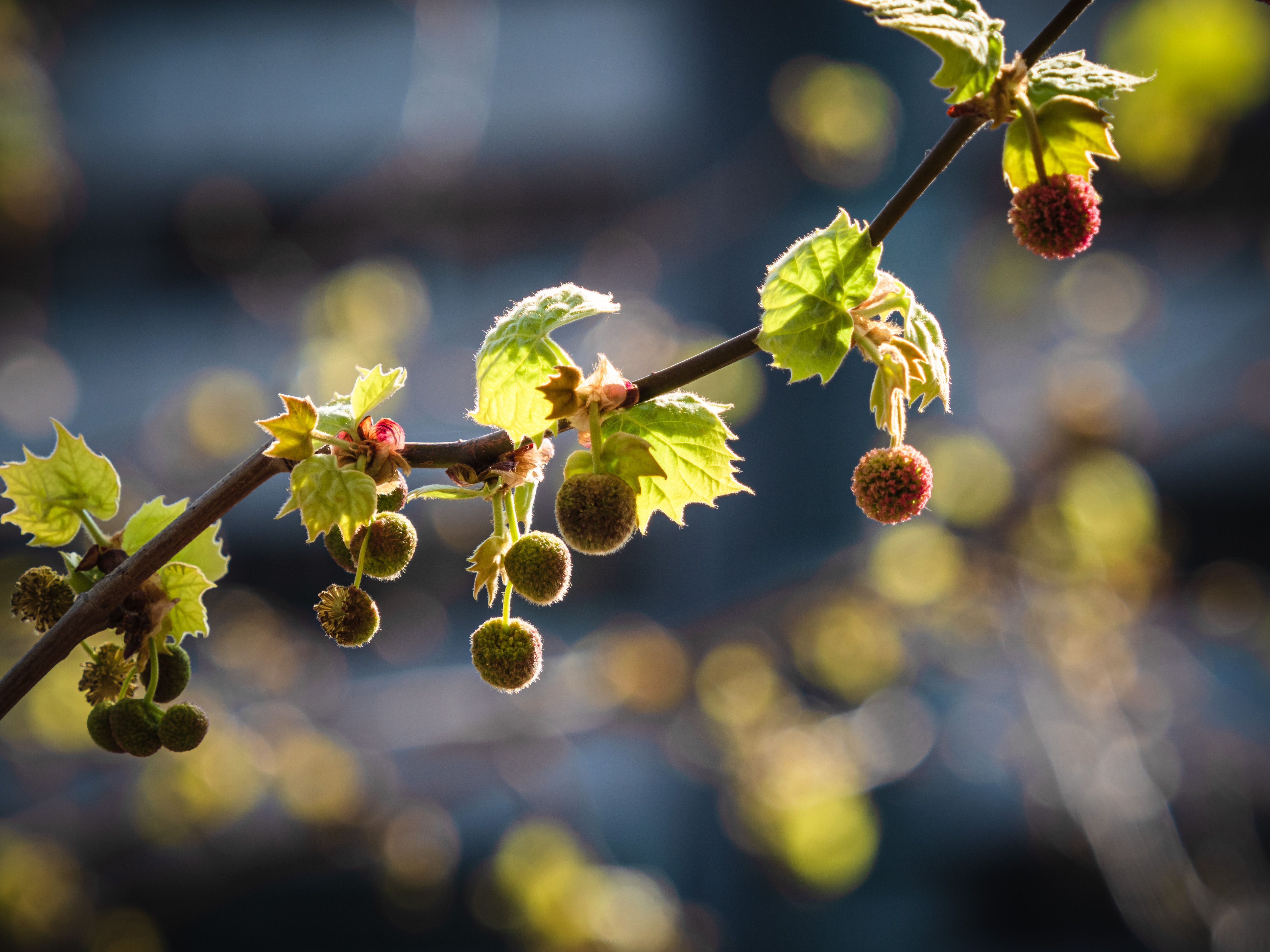 La sfocatura della primavera di Roby_C