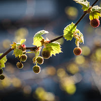 La sfocatura della primavera di Roby_C