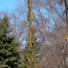 Willow tree (weeping) buds