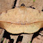 Erebidae moth