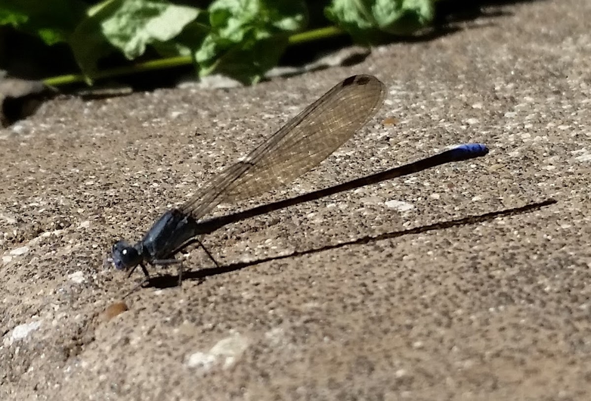 Damselfly