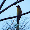 Summer Tanager