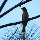 Summer Tanager