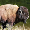 American Bison