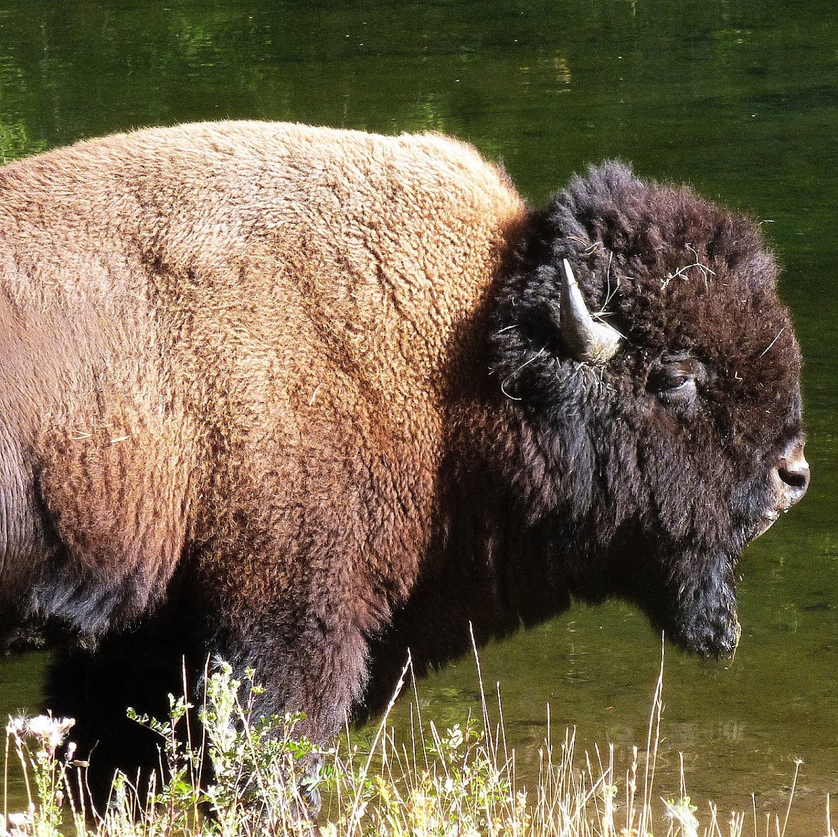 American Bison