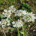 Hogweed