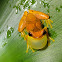 Hourglass Treefrog