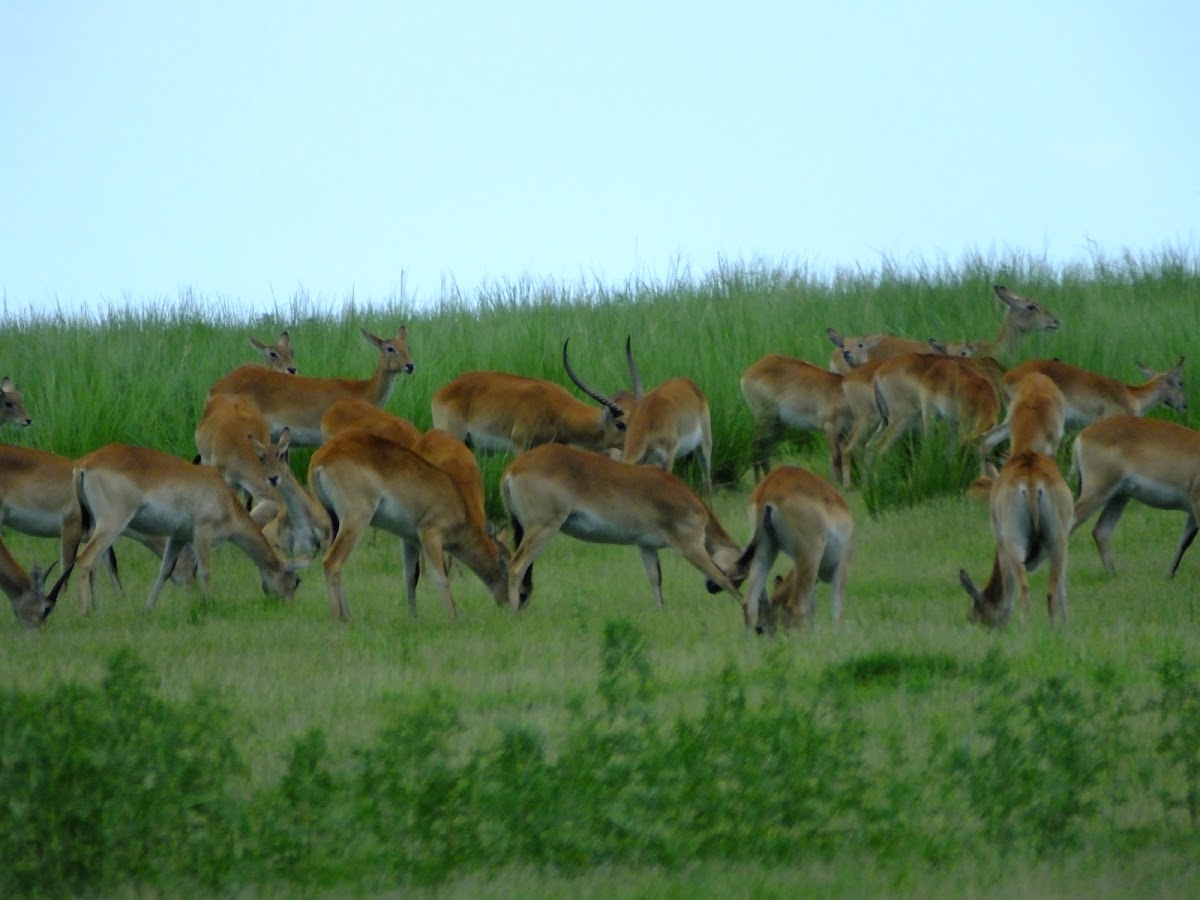 red Lechwe