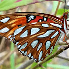 Gulf fritillary