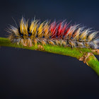 Hairy Color Caterpillar