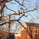 Red-tailed Hawk