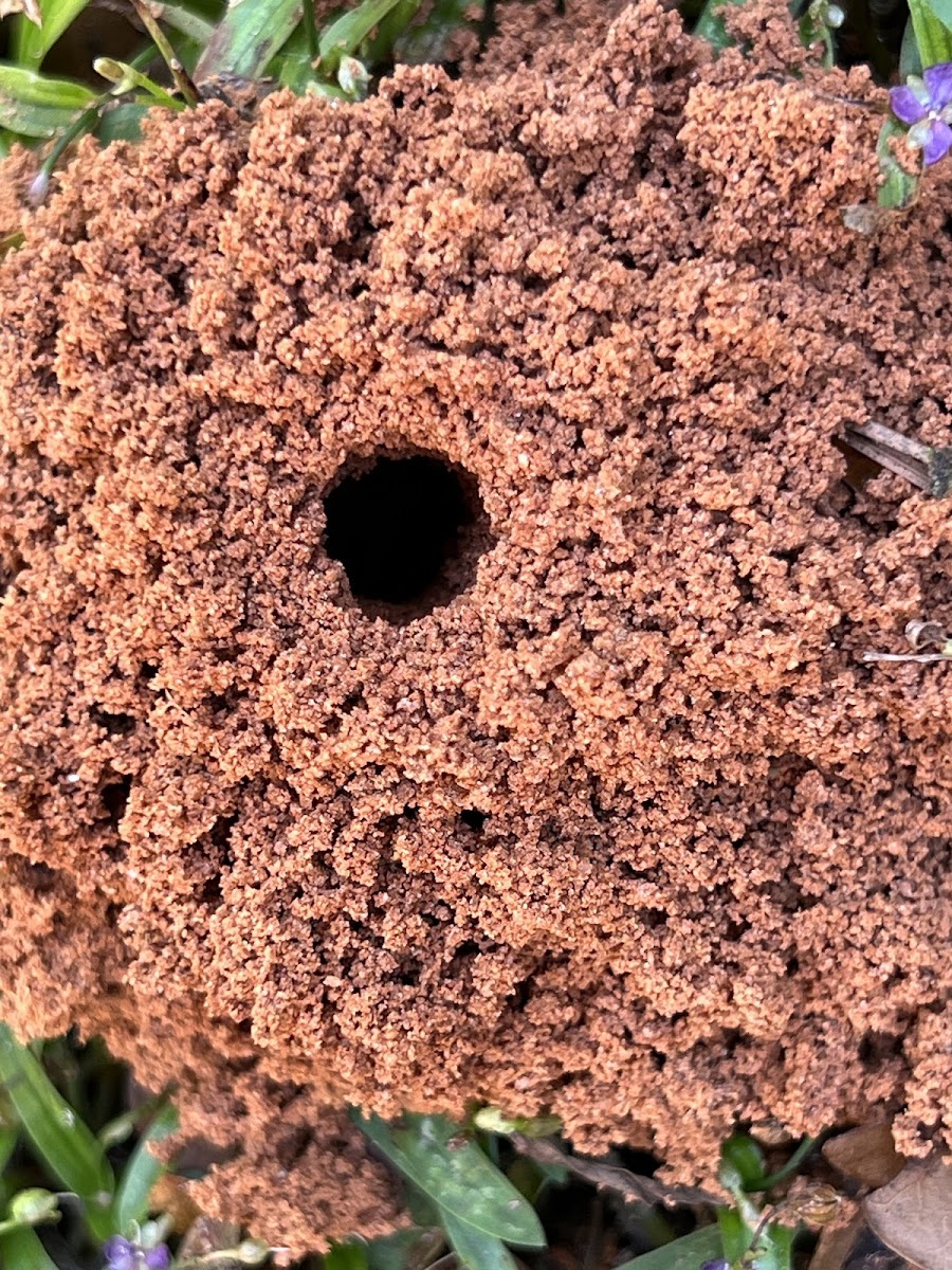 Wasp Burrow