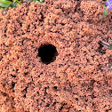 Wasp Burrow