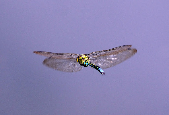 Libellula in volo di benny48