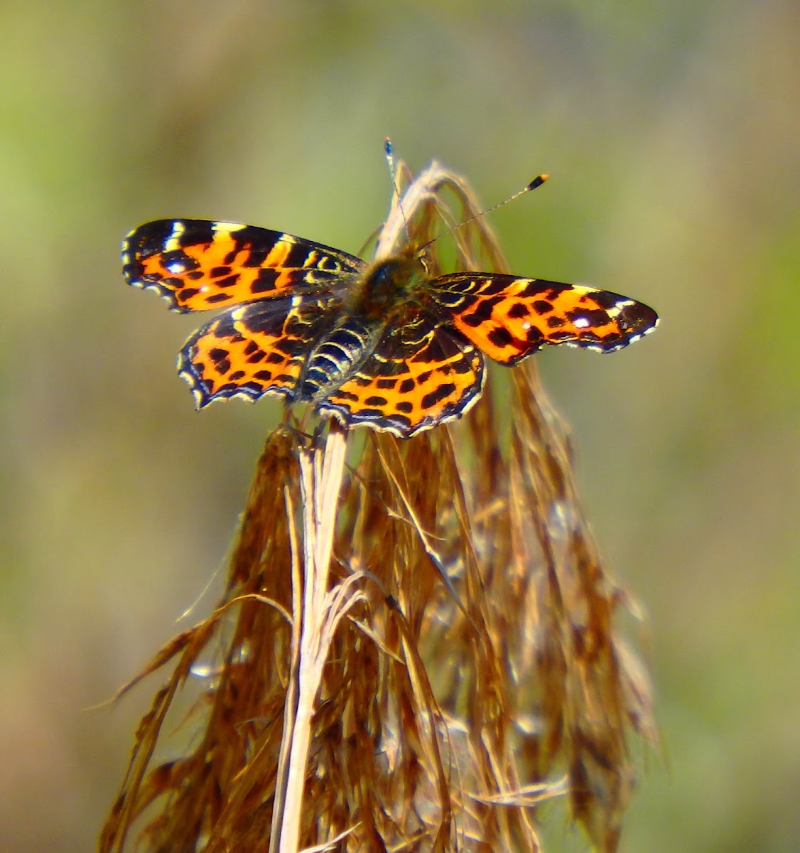 Map butterfly  - Spring Brood