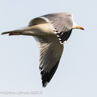 Lesser Black-backed Gull