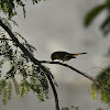 American Redstart ♀