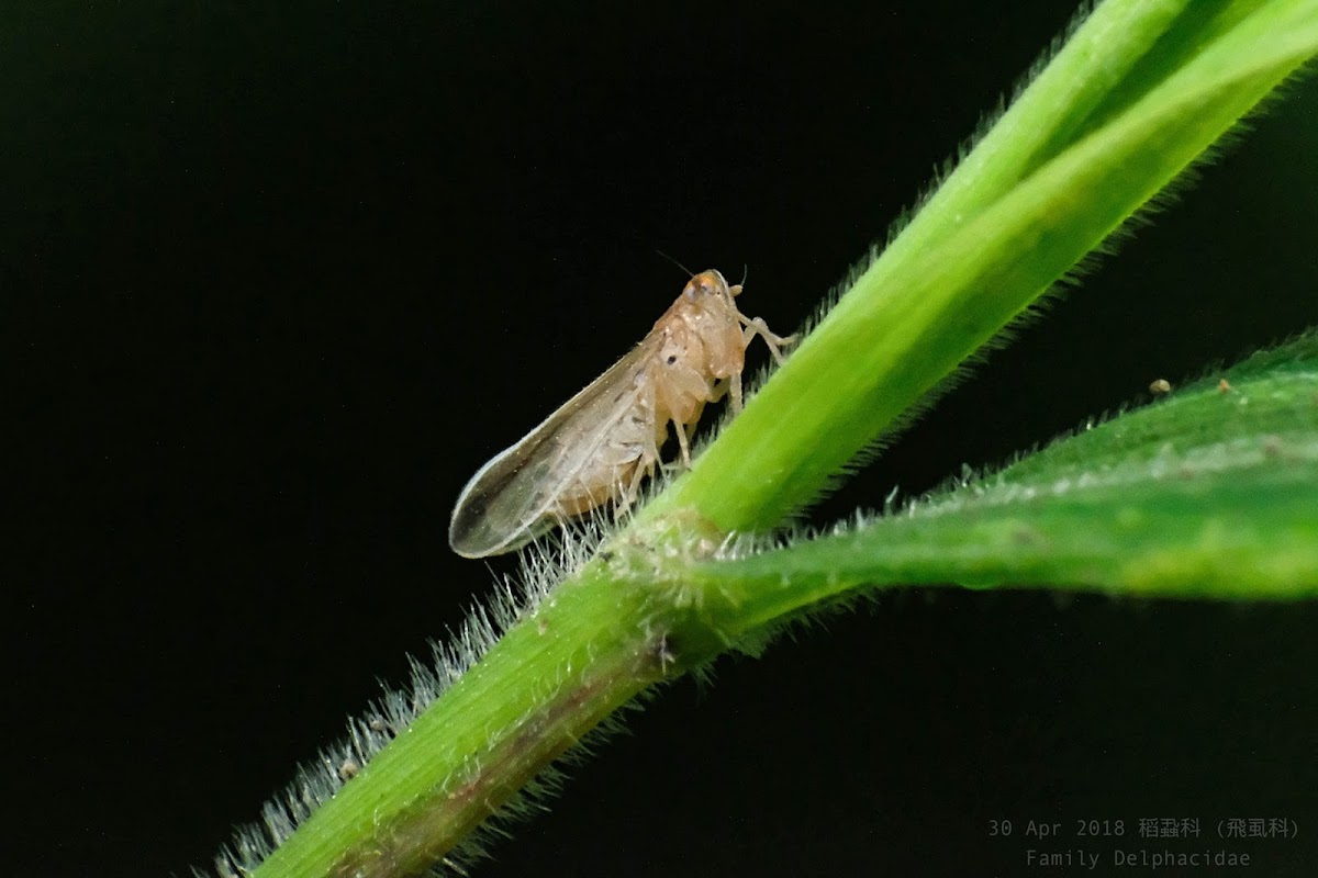 Family Delphacidae  稻蝨科 (飛虱科)