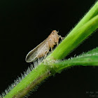 Family Delphacidae  稻蝨科 (飛虱科)