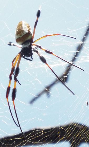 Golden Silk Orb Weaver