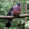 Common Wood-Pigeon