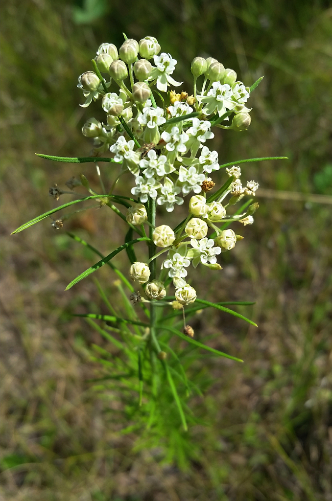 Whorled Milkweed