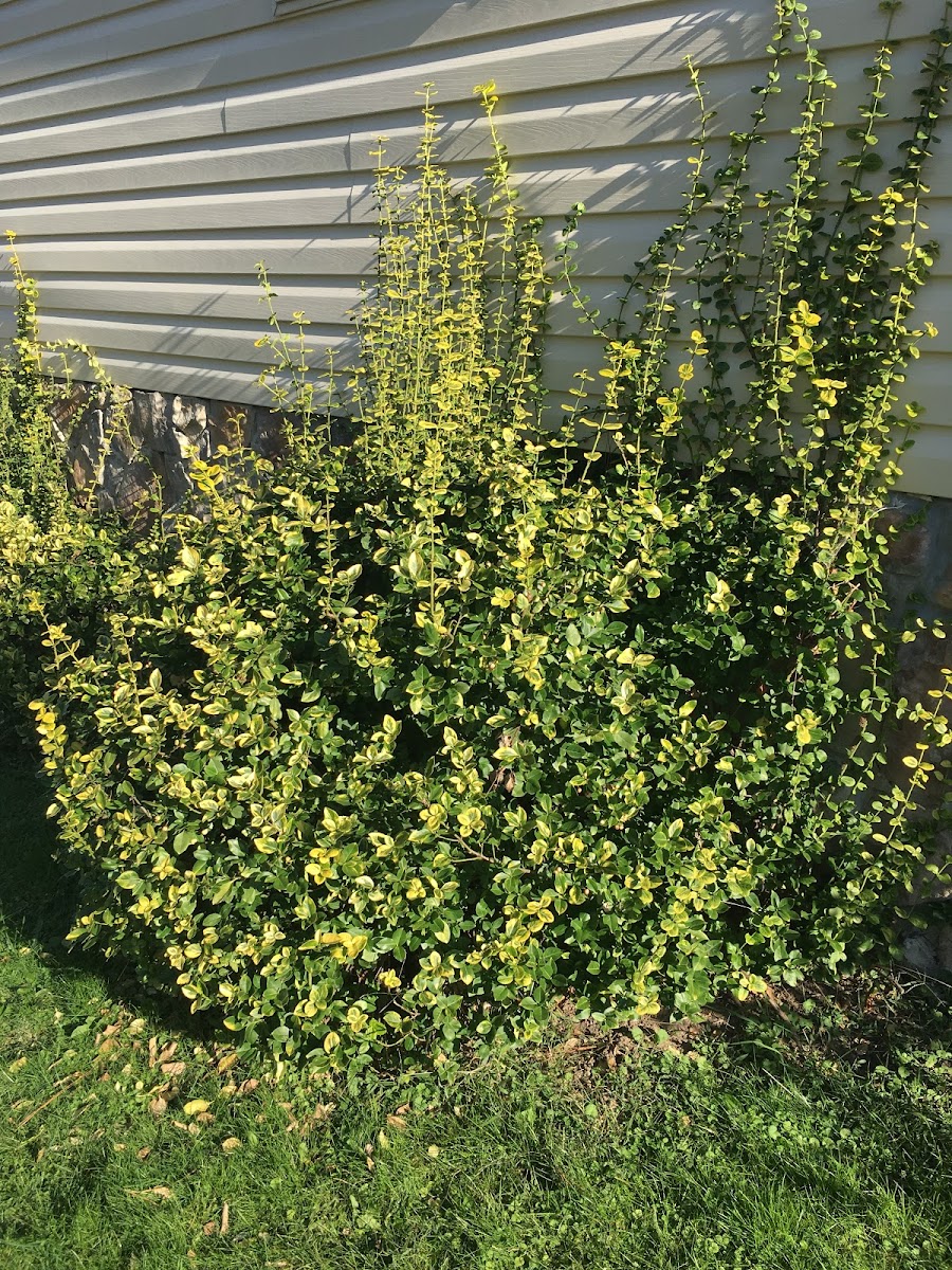 'Emerald n Gold' Wintercreeper