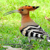 Hoopoe